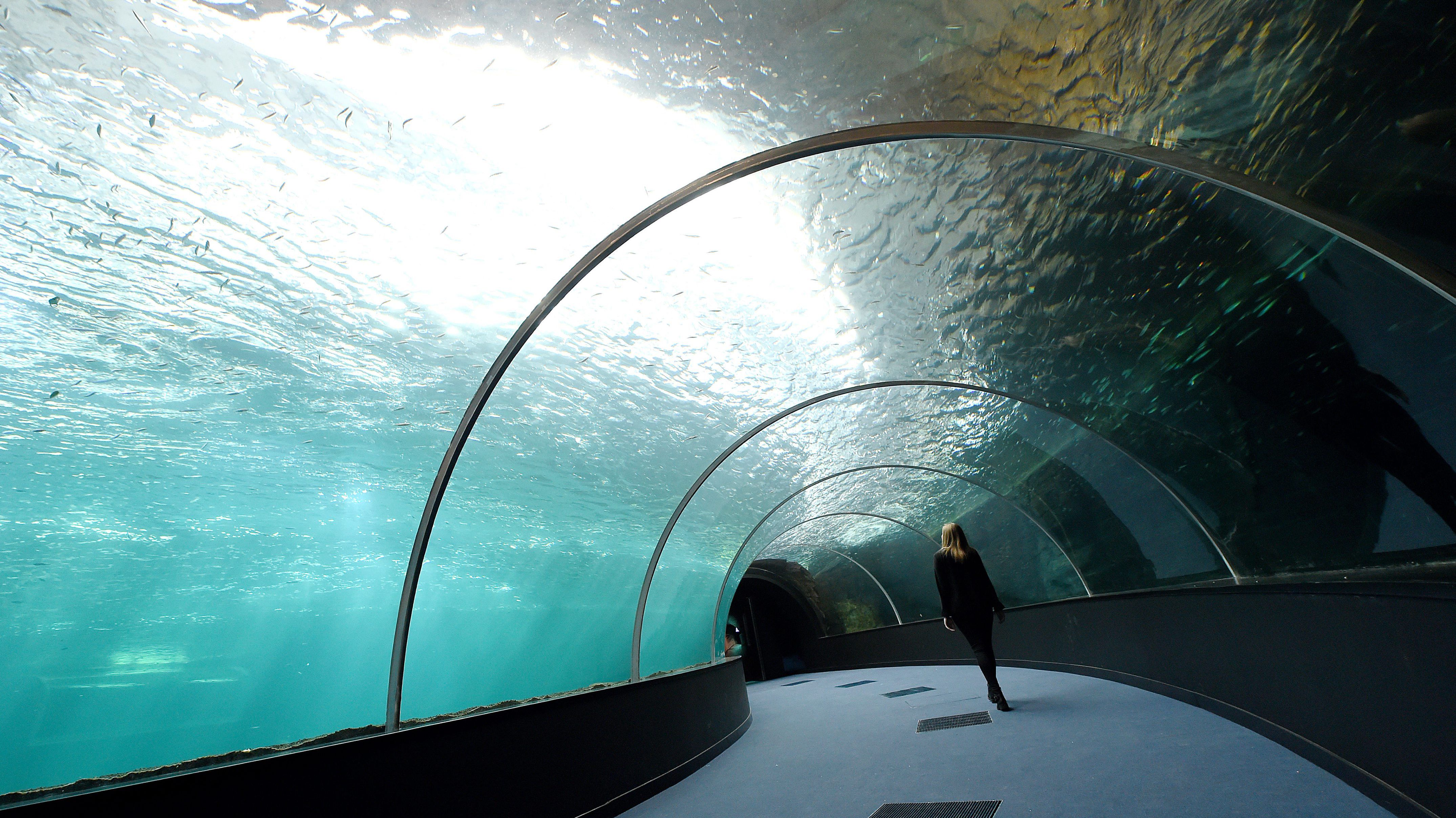 Big Aquarium 2018